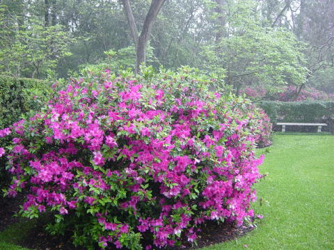 Azalea trail 020