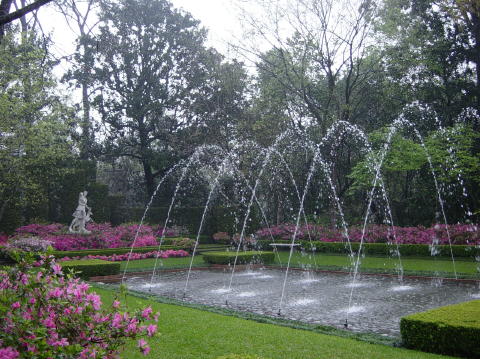 Azalea trail 021