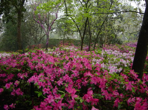Azalea trail 024