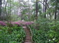 Azalea trail 001