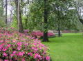 Azalea trail 003