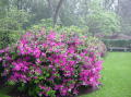 Azalea trail 020