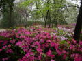 Azalea trail 024