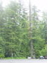 Redwood Natl Park 2