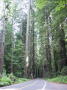 Redwood Natl Park 5