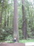 Redwood Natl Park 8