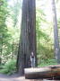 Redwood Natl Park 13