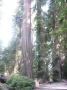 Redwood Natl Park 16