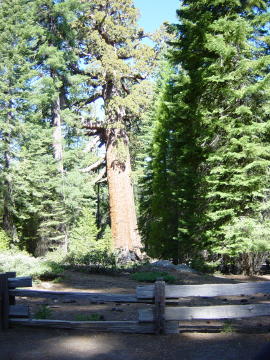 Mariposa grove 2 (Yosemite)