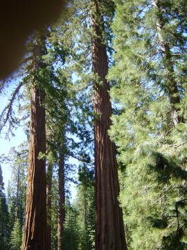 Mariposa grove 3 (Yosemite)