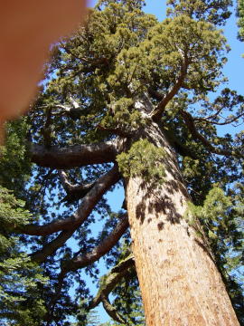 Mariposa grove 5 (Yosemite)