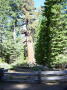 Mariposa grove 2 (Yosemite)