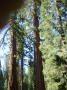 Mariposa grove 3 (Yosemite)