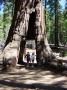 Mariposa grove 4 (Yosemite)
