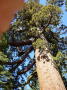 Mariposa grove 5 (Yosemite)