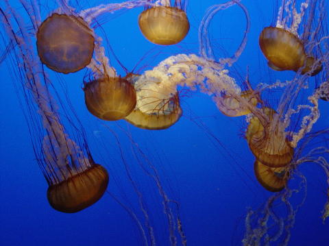 Monterey1
