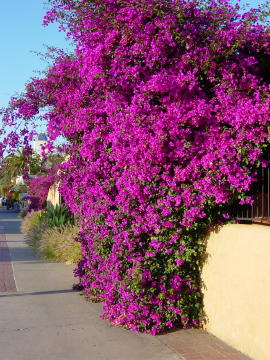 San Diego4