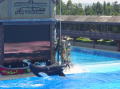 Seaworld San Diego 5