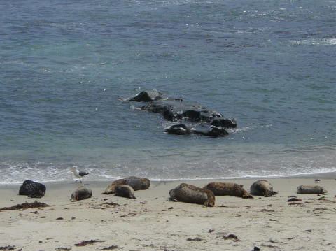 La Jolla3