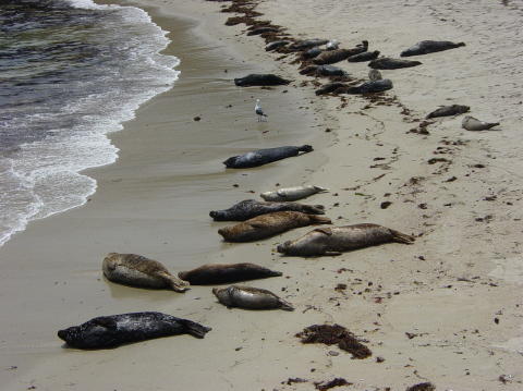 La Jolla4