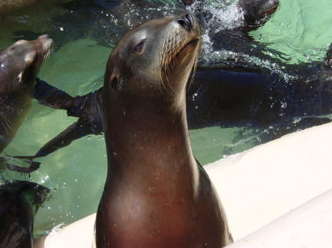 Seaworld San Diego 9