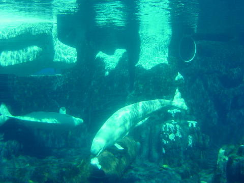 Seaworld San Diuego 12