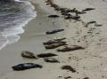 La Jolla4
