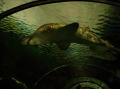 Seaworld San Diego 10