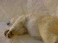 Seaworld San Diego 11