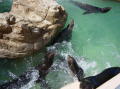 Seaworld San Diego 8