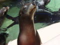 Seaworld San Diego 9