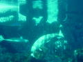 Seaworld San Diuego 12