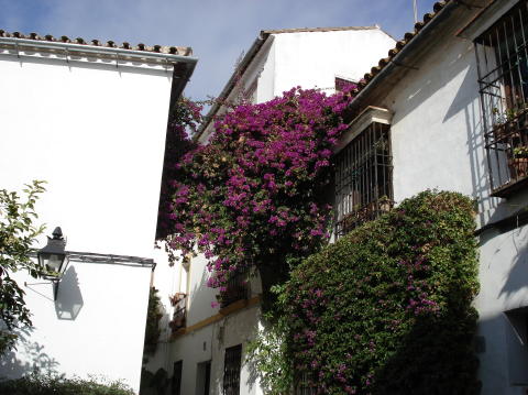 Calleja de las Flores 2