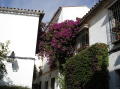 Calleja de las Flores 2