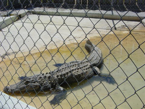 Alligator farm 2