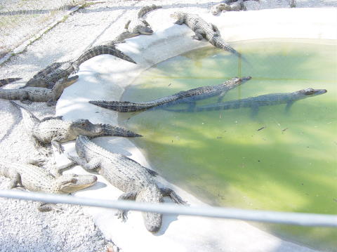 Alligator farm 8