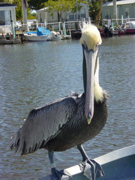 Airboat ride 5