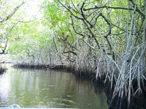 Airboat ride 12