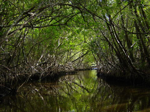 Airboat ride 18