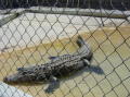 Alligator farm 2