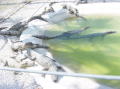 Alligator farm 8