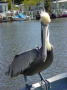 Airboat ride 5