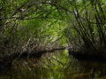 Airboat ride 18
