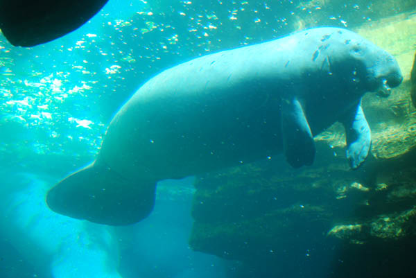 Sea World 35