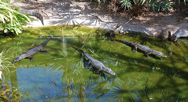 Sea World 37