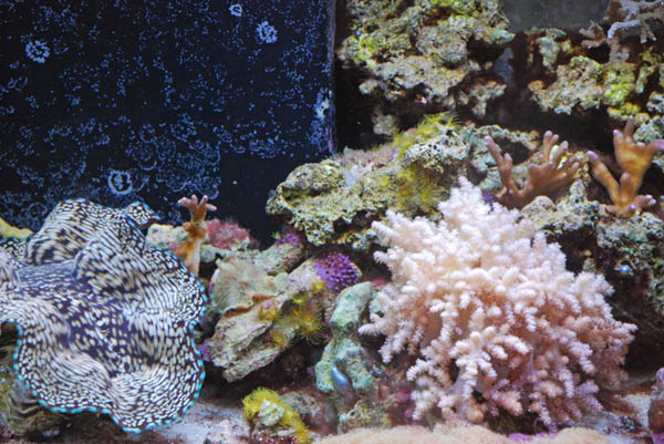 Sea World 48