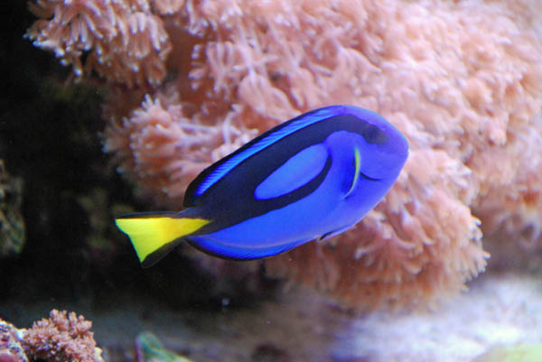 Sea World 49