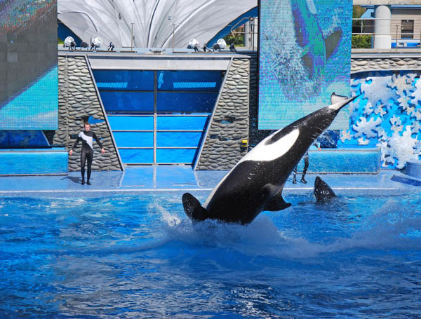 Sea World 52