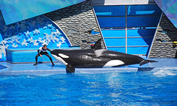 Sea World 53