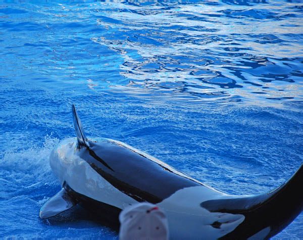 Sea World 62